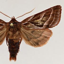  Haliophyle ferruginea , adult male 
 
 
 
 